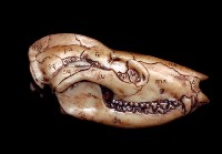 藏品(脊椎動物頭部演化)的圖片